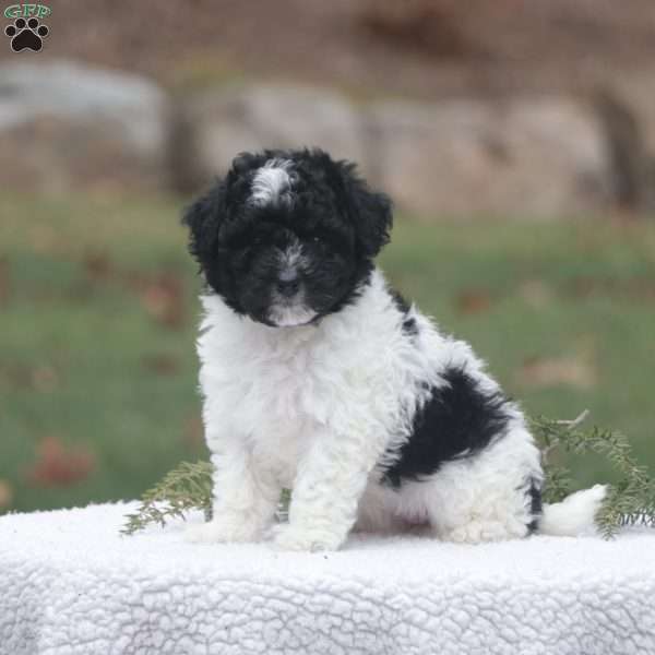 Dixie, Maltipoo Puppy